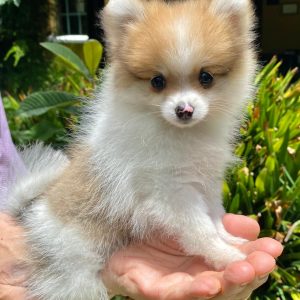 GONZALVA DE PERRULUL VANA. CACHORRA SPITZ ALEMÁN ENANA (POMERANIAN). PEDIGREE "A".