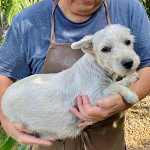 WESHIGHLAND WHITE TERRIER PERLA "A" ESPERANDO CIGÜEÑA