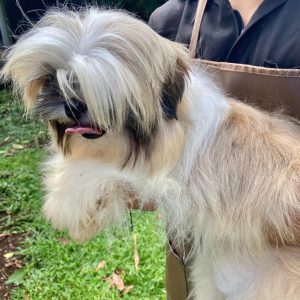 GONZALVA DE PERRULUL CHATO.  CACHORRO MACHO SHIHTZU PEDIGREE "A"
