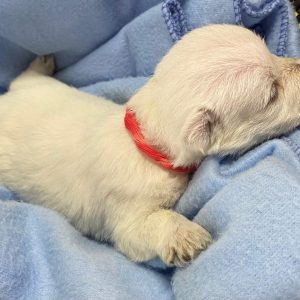 GONZALVA DE PERRULUL ARNO.  CACHORRO MACHO WESTHIGHLAND WHITE TERRIER (WESTY).  "A"
