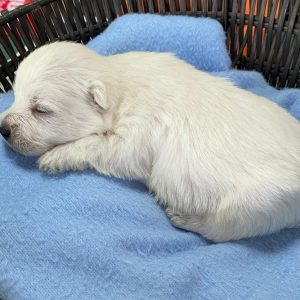 GONZALVA DE PERRULUL CAPPO. CACHORRO MACHO WEST HIGHLAND WHITE TERRIER. "A".