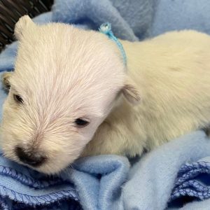 GONZALVA DE PERRULUL CORSO. CACHORRO MACHO WEST HIGLAND WHITE TERRIER. "A".
