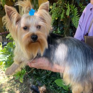 GONZALVA DE PERRULUL PHANTOM.  REPRODUCTOR MACHO YORKSHIRE TERRIER "A".