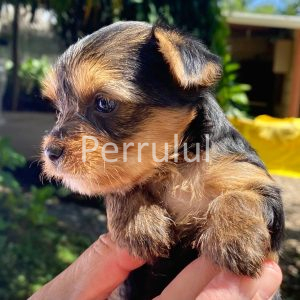 GONZALVA DE PERRULUL RINNO. YORKSHIRE TERRIER (YORKY). CACHORRO MACHO "A".