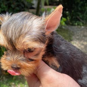 GONZALVA DE PERRULUL RINNO.  YORKSHIRE TERRIER (YORKY). CACHORRO MACHO "A".