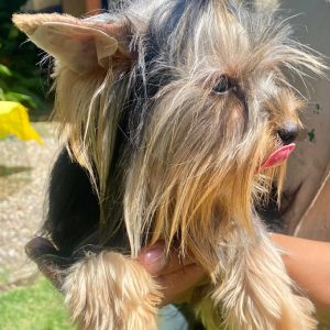 GONZALVA DE PERRULUL SAMBA. REPRODUCTORA HEMBRA YORKSHIRE TERRIER "A"