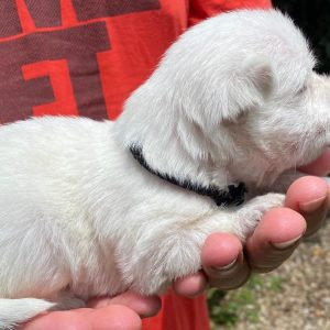 GONZALVA DE PERRULUL SANTO. CACHORRO MACHO WEST HIGHLAND WHITE TERRIER. "A"