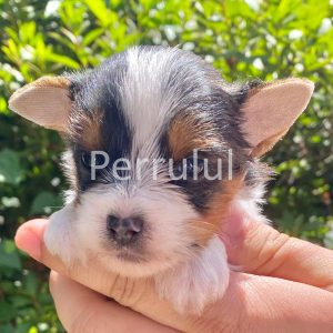 CLAROS DEL BOSQUE SNOOPY. BIEWER TERRIER CACHORRO MACHO. REGISTRADO