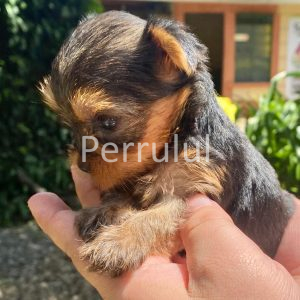 GONZALVA DE PERRULUL TUTTI. YORKSHIRE TERRIER. CACHORRA HEMBRA "A".