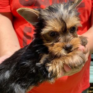 GONZALVA DE PERRULUL TUTTI.  YORKSHIRE TERRIER. CACHORRA HEMBRA "A".