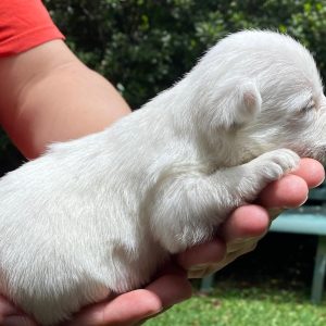 GONZALVA DE PERRULUL ZORRO. CACHORRO MACHO WEST HIGHLAND WHITE TERRIER. "A".