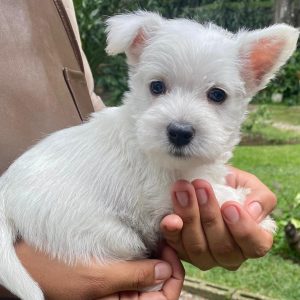 GONZALVA DE PERRULUL ARNO.  CACHORRO MACHO WESTHIGHLAND WHITE TERRIER (WESTY).  "A"