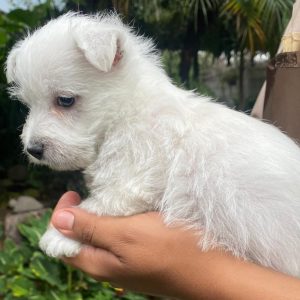 GONZALVA DE PERRULUL CAPPO. CACHORRO MACHO WEST HIGHLAND WHITE TERRIER.  "A".