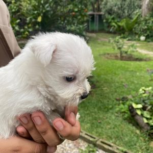 GONZALVA DE PERRULUL CISNE. CACHORRO MACHO WEST HIGHLAND WHITE TERRIER. "A".