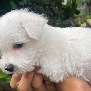 GONZALVA DE PERRULUL CORSO.  CACHORRO MACHO WEST HIGLAND WHITE TERRIER. "A".