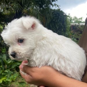 GONZALVA DE PERRULUL FEDRO. CACHORRO MACHO WEST HIGHLAND WHITE TERRIER. "A"