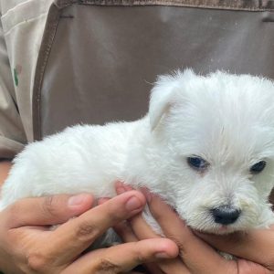 GONZALVA DE PERRULUL FIESTA.  CACHORRA HEMBRA WEST HIGHLAND WHITE TERRIER . "A".
