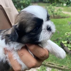 GONZALVA DE PERRULUL GEMMA. CACHORRA SHIHTZU HEMBRA . "A"