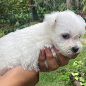 GONZALVA DE PERRULUL KIBA.  CACHORRA HEMBRA WEST HIGHLAND WHITE TERRIER. "A".