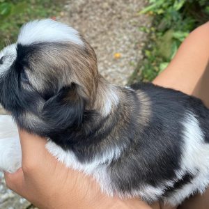 GONZALVA DE PERRULUL LARA. CACHORRA SHIHTZU HEMBRA. "A"
