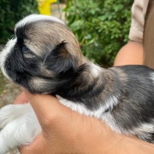 GONZALVA DE PERRULUL LENNA. CACHORRA SHIHTZU HEMBRA. "A"