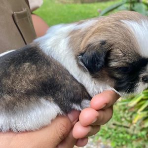 GONZALVA DE PERRULUL NIDO.  CACHORRO SHIHTZU MACHO. "A"