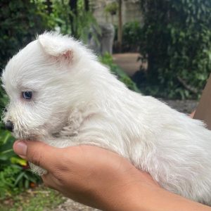 GONZALVA DE PERRULUL NIÑO. CACHORRO MACHO WEST HIGHLAND WHITE TERRIER. "A"