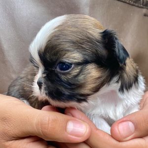 GONZALVA DE PERRULUL ORCO. CACHORRO MACHO SHIHTZU. "A".