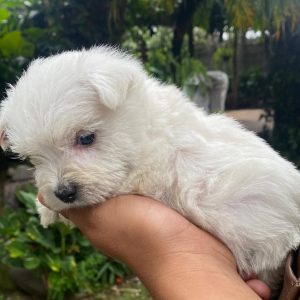 GONZALVA DE PERRULUL PANUC.  CACHORRO MACHO WEST HIGHLAND WHITE TERRIER. "A".