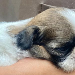 GONZALVA DE PERRULUL PIETRA.  CACHORRA SHIHTZU HEMBRA. "A"