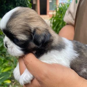 GONZALVA DE PERRULUL PIPPA. CACHORRA HEMBRA SHIHTZU. "A"
