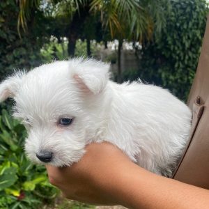 GONZALVA DE PERRULUL SANTO.  CACHORRO MACHO WEST HIGHLAND WHITE TERRIER.  "A"