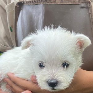 GONZALVA DE PERRULUL SUZZO. CACHORRO MACHO WEST HIGHLAND WHITE TERRIER. "A".