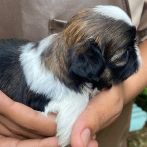 GONZALVA DE PERRULUL ZESSTA. CACHORRO SHIHTZU HEMBRA. "A"