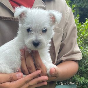 GONZALVA DE PERRULUL ZORRO.  CACHORRO MACHO WEST HIGHLAND WHITE TERRIER.  "A".